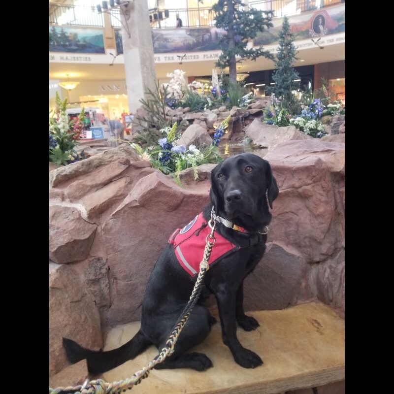 Black Lab Venice in red service vest sitting on a bench by an indoor water fountain made of rocks and flowers.