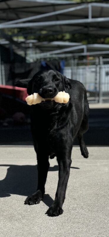 <p>Heiress playing in community run. She is running towards the camera with a nylabone in her mouth.</p>