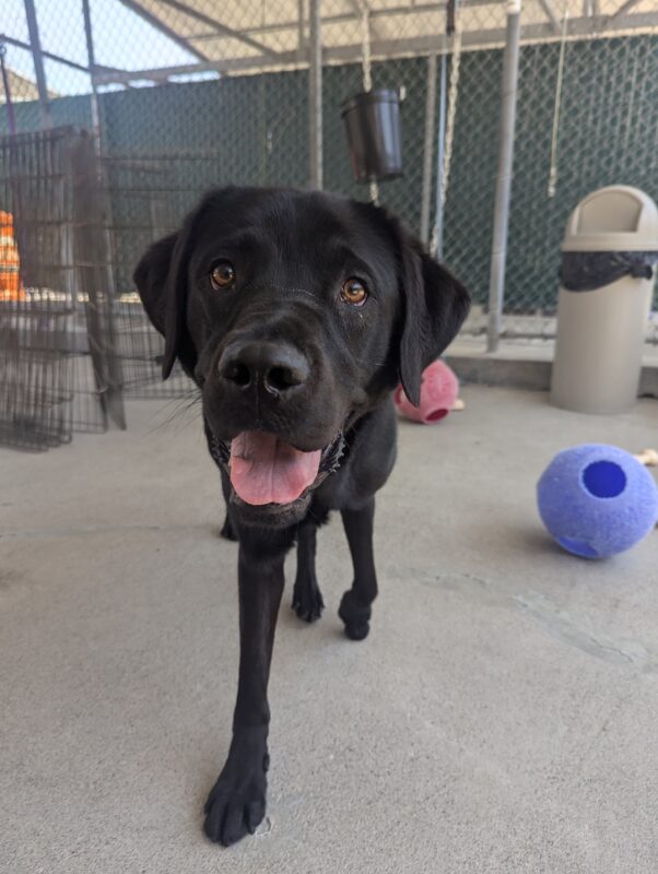 Alto is captured in motion walking straight towards the camera while enjoying time in community run. His mouth is open wide as he looks directly into the camera lens.