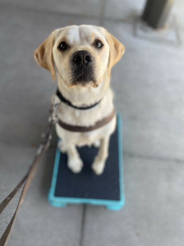 Andor sits on a blue and black training platform in his guide dogs harness. He is working on his