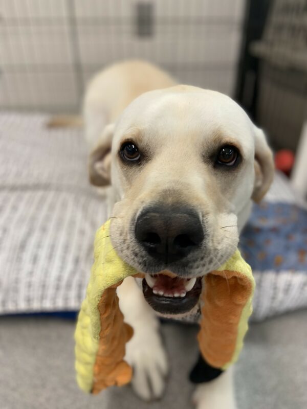 Andor lays on a soft bed in the kennel with a yellow and orange snake-like soft toy hanging from either side of his mouth.