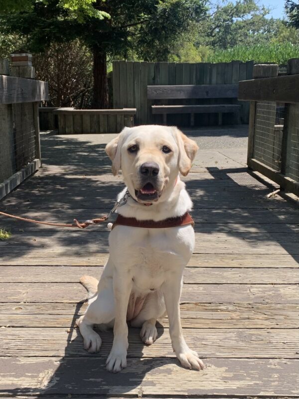 Azul sporting her GDB harness while sitting on a wooden bridge with trees in the background.
