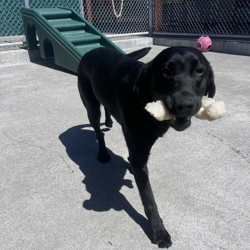 Bailey is trotting through the play yard towards the camera while happily carrying her Nylabone. There are play structures and toys in the background.
