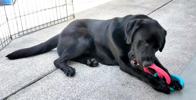 Black Lab Blaine is laying down in an outdoor area chewing on a pink and blue toy.