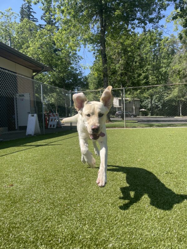 Champ, a yellow Labrador, is frolicking towards the camera in the grassy free-run area. All four of his paws are off the ground as he leaps towards the camera. His ears are flapping straight up in the wind and his tongue is hanging out of his open mouth.