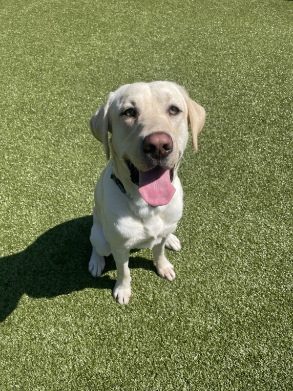Champ, a handsome yellow Labrador, poses for a portrait in the grassy free-run area. He is looking at the camera with light yellow eyes and his big pink tongue is hanging out of his mouth.