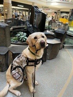 Yellow Lab Champion in his service gear sitting next to a water feature inside a mall.