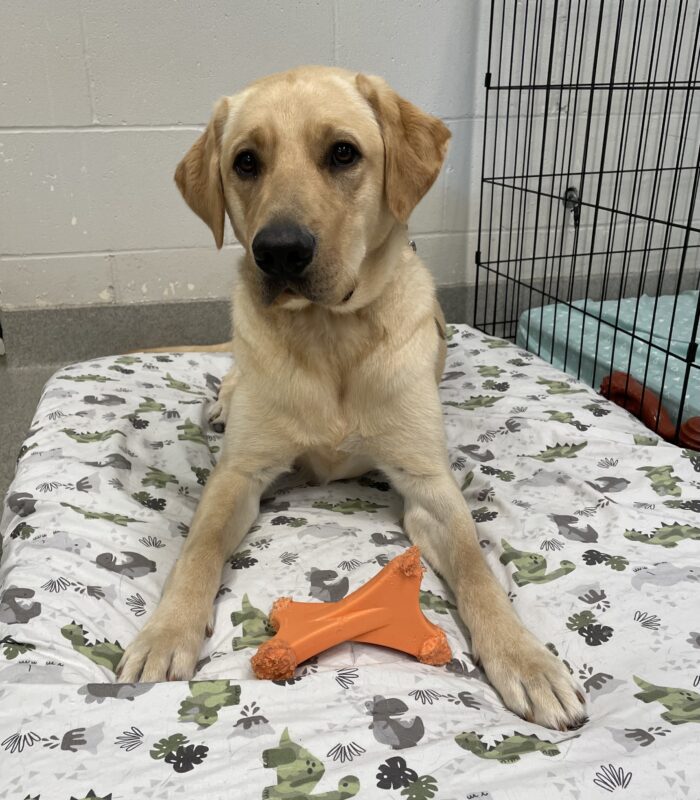Clay is on tiedown laying on a soft bed with a dinosaur printed sheet. He has an orange nylabone toy and is looking at the camera