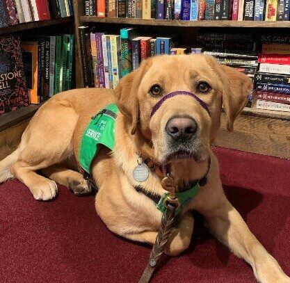 Yellow Lab Dorothy wears a green Service Dog vest and a head collar while resting on a red floor in a library with shelves of books behind her.