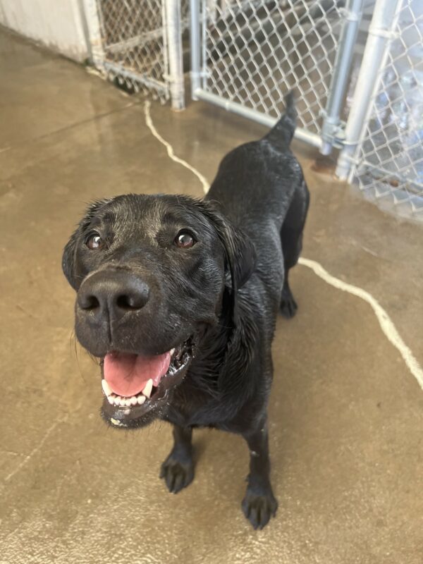 Petite black lab, Dusty, is playing in the community run area of the Oregon campus. She is looking up, smiling towards the camera with her pearly whites showing. Dusty has been playing in the pool, so her fur is very wet.