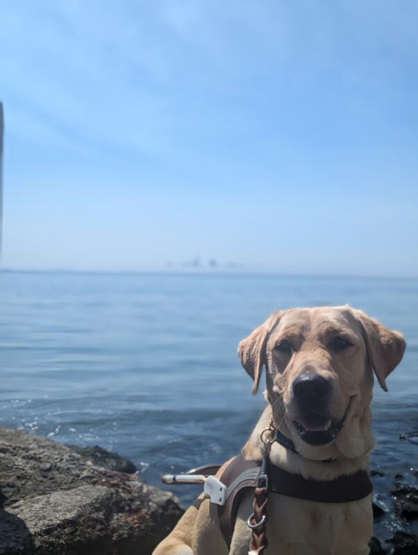 Emma sit in harness looking just the the left of the camera with a smile on her face. In the background, the water from the San Francisco Bay can be seen with some skyscrapers peaking through the fog.