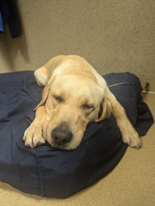 Emma sleeps on a soft, blue bed on tie-down in one of our training kennels.