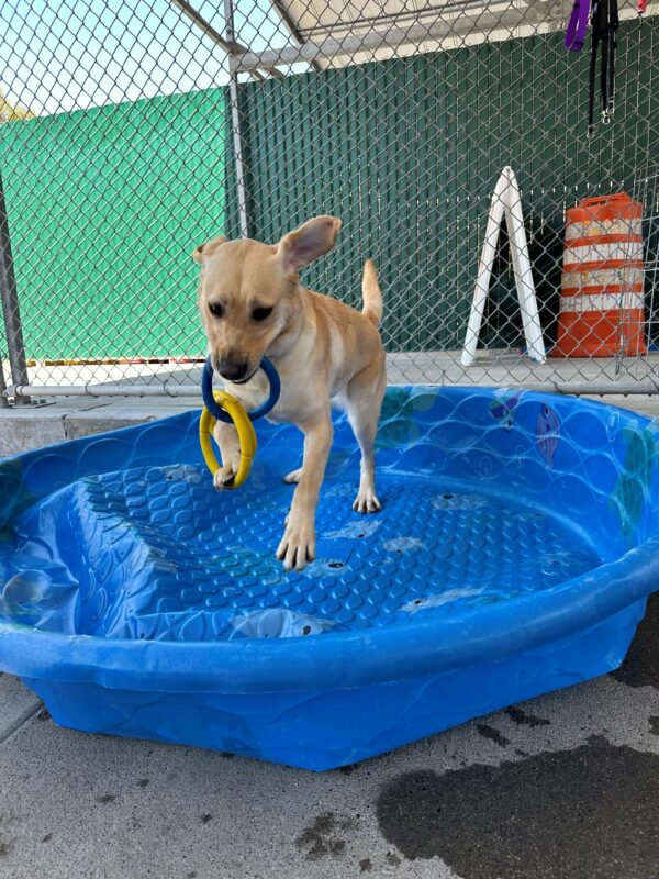 Estreya is playing in an empty blue pool with a 3-ring tug toy in her mouth, tail up wagging and ears flying with her front paws off the ground.