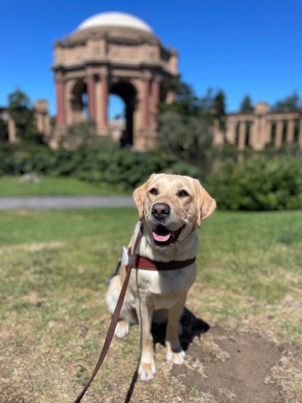 Estreya is sitting and smiling in her guide dog harness on a grass patch in front of San Francisco’s Palace of Fine Arts.