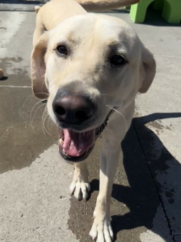 Fairfax, a male yellow lab, is walking towards the camera. He is off-leash in CR.