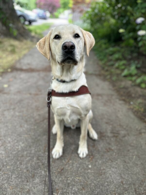 A handsome male yellow lab, Fairfax, sits on a concrete sidewalk. He is wearing his guide dog harness and is looking towards the camera.