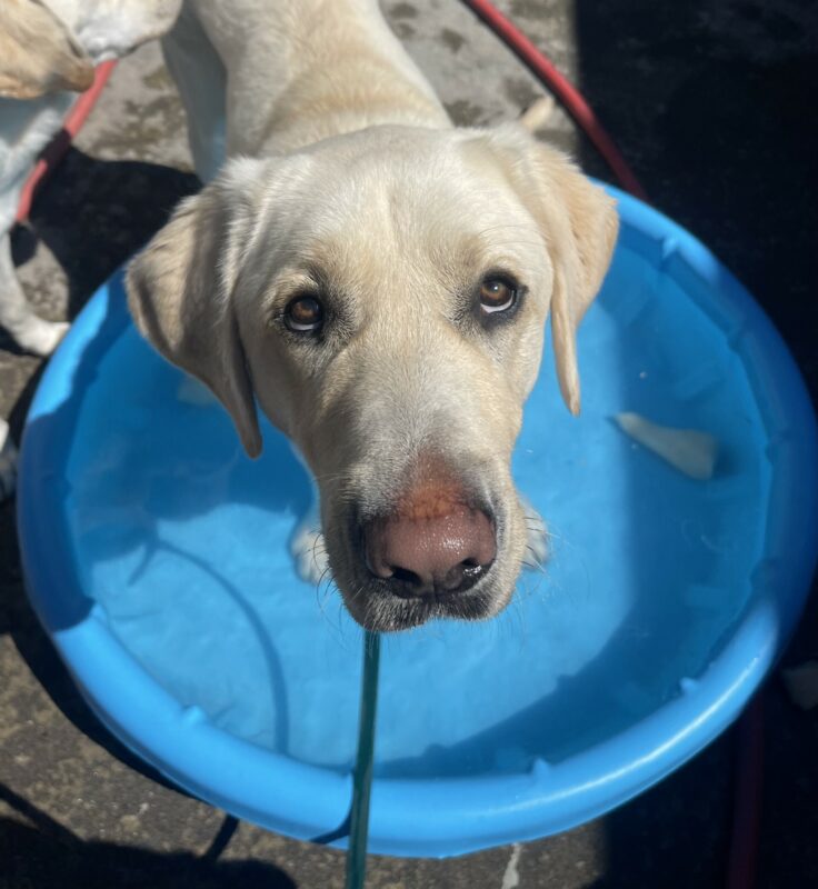 Fillmore, a large yellow Labrador, stands in a blue pool in community run and stares up at the camera.