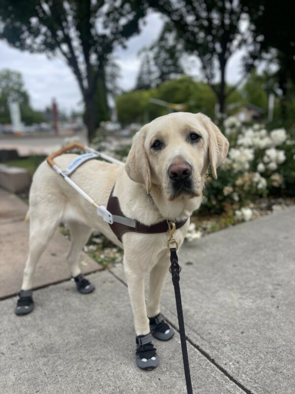 Fillmore, a large yellow Labrador, sits in harness in front of a white rose bush. Behind him are trees and a water splash pad.