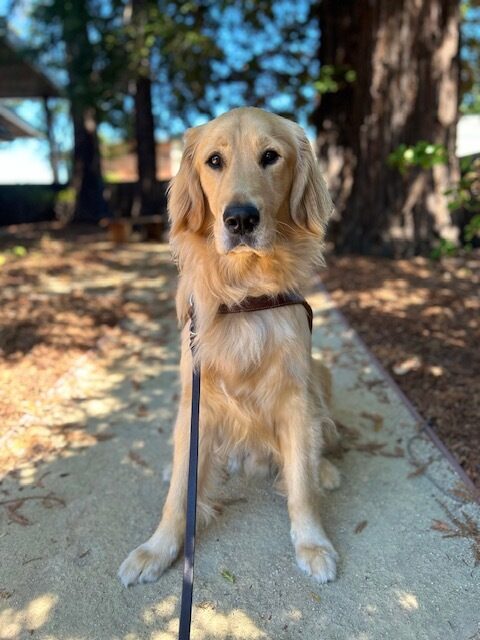 Ford is sitting in his harness on an unpaved path facing the camera with redwood trees and a fence in the background.