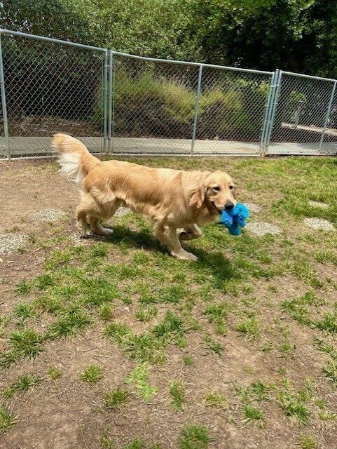 Ford is in a fenced grass paddock, trotting past the camera with a blue elephant toy in his mouth. His head is turned to look at the camera and there is a fence and hedges in the background.