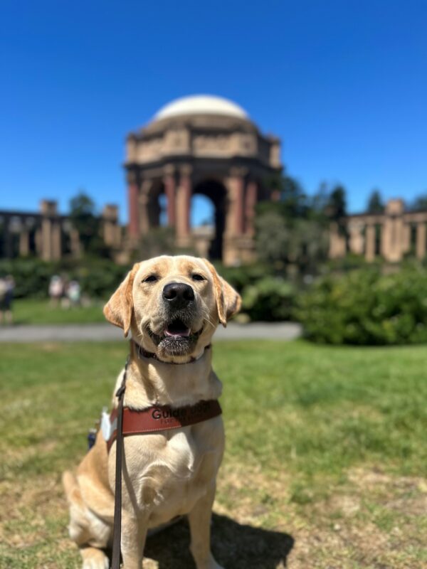 Gail is sitting and smiling in her guide dog harness on a grass patch in front of San Francisco’s Palace of Fine Arts.