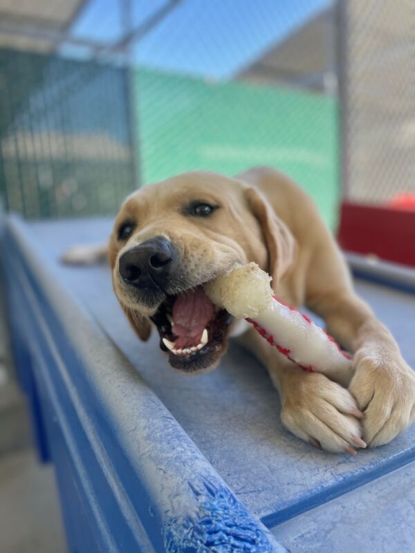 Gail is laying down on a blue play structure, chewing a bone, and looking into the camera mid-chew.