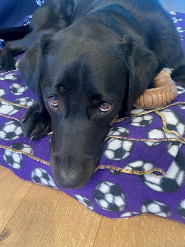Gambit lying his head down on his bone looking at the camera.