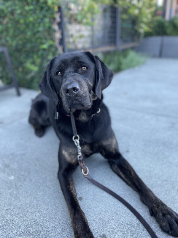 Genie poses on a sidewalk while lying down, looking directly at the camera.