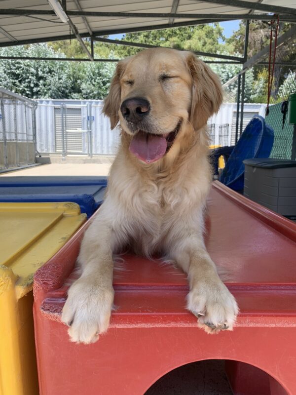Gerard lays on a red platform style play structure with his head slightly tilted, tongue out and eyes closed as if he's relaxing while just taking it all in.