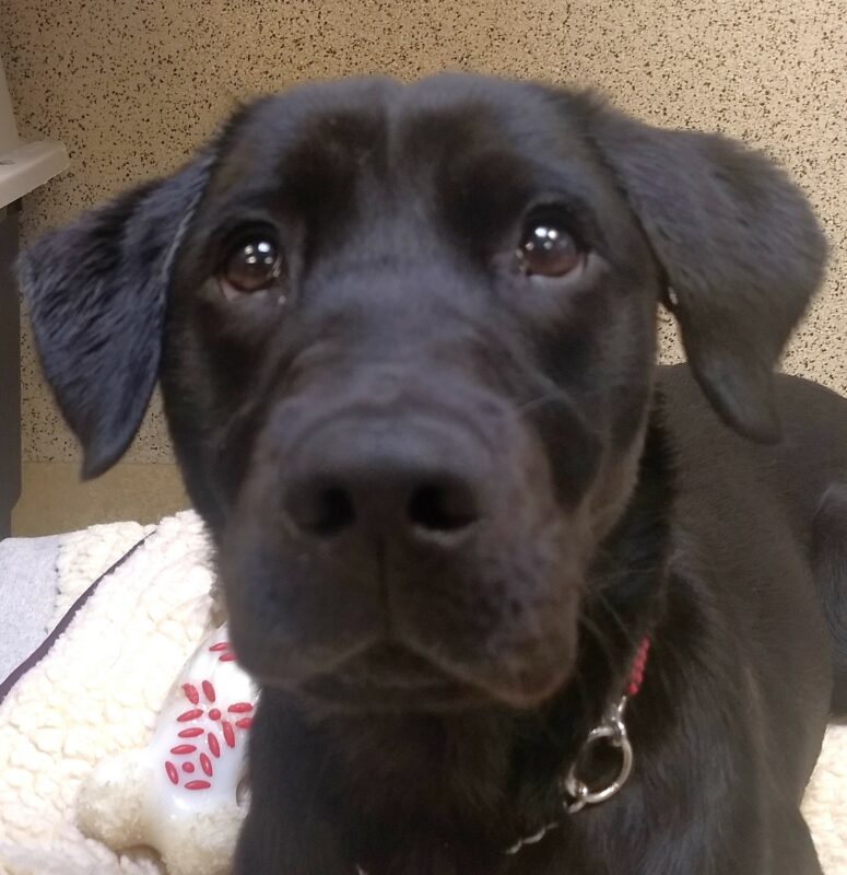Close up portrait of black lab Havasu. She is looking up at the camera.