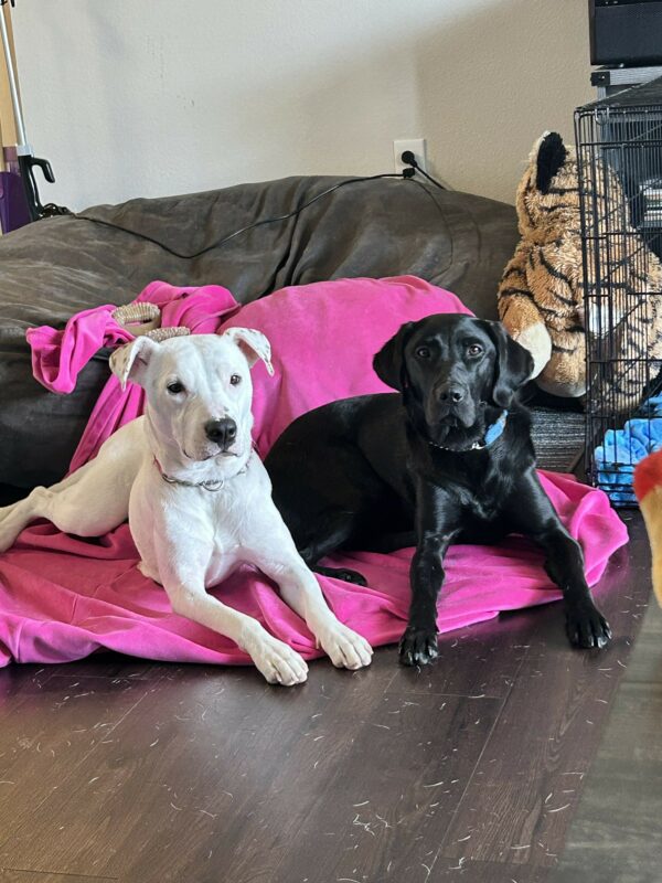 Black Lab Nyx lies on a pink blanket next to her new friend, a white mixed dog, while in foster care. A wire crate can be seen to the right.