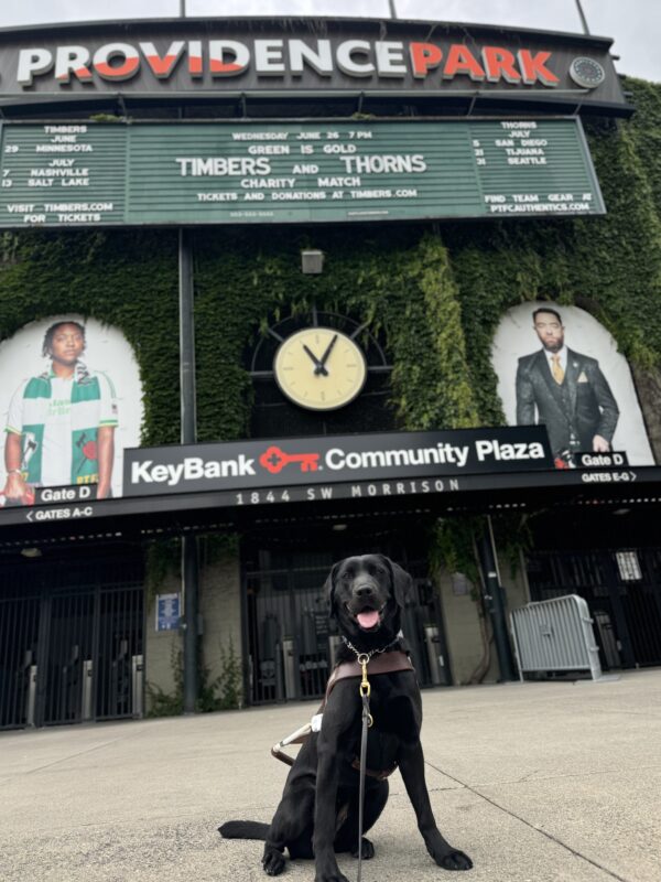 Black Labrador Retriever, Hiker, sits in front of Providence Park while wearing her harness. Behind her is a wall covered in greenery, a large clock, a sign that reads 