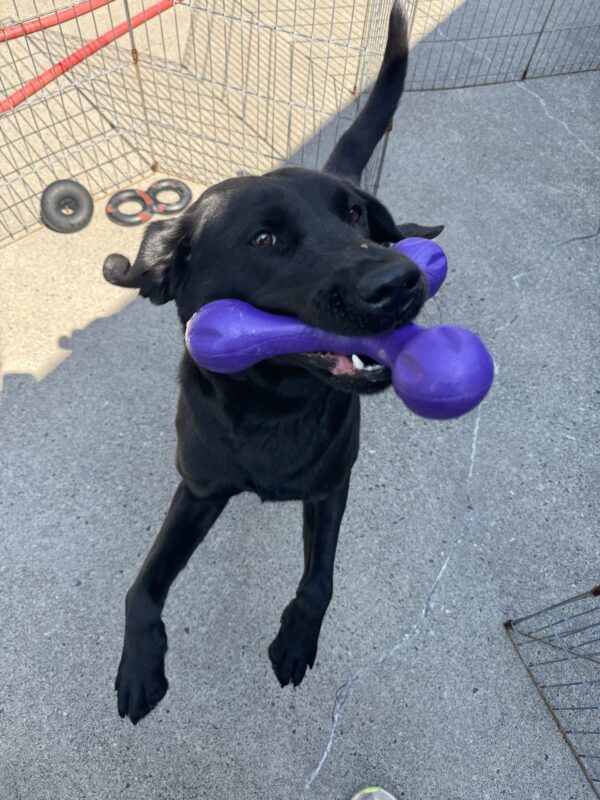 Black lab, Hiker, leaps towards the camera while holding a purple toy in her mouth.