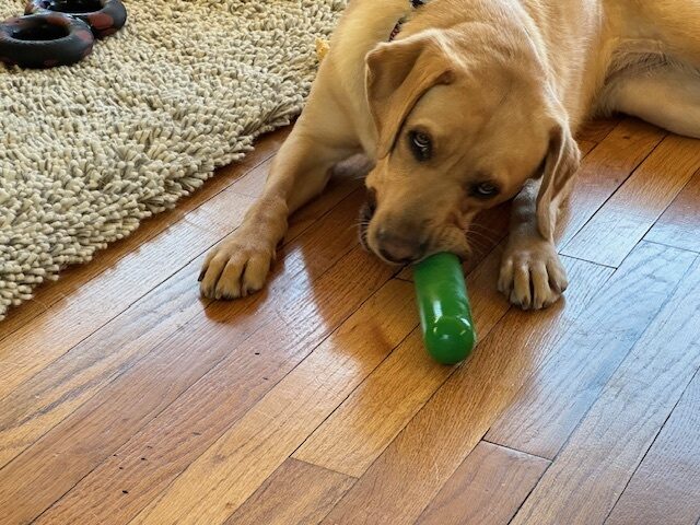 Anne relaxes next to a plush rug with a green Gough-nut chew toy in her mouth.  She stares at the camera as if to ask 