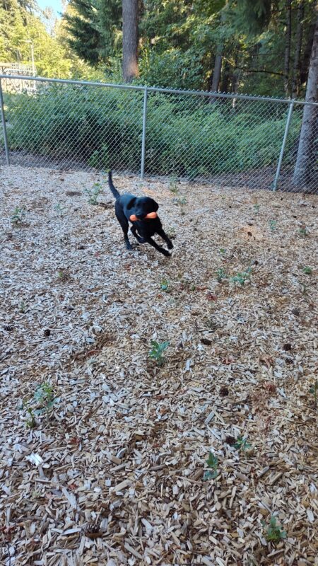 Darcelle running back with a orange bone in the bark chip area.