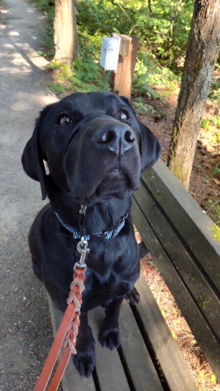 Darcelle sitting calmly on a bench on a trail.