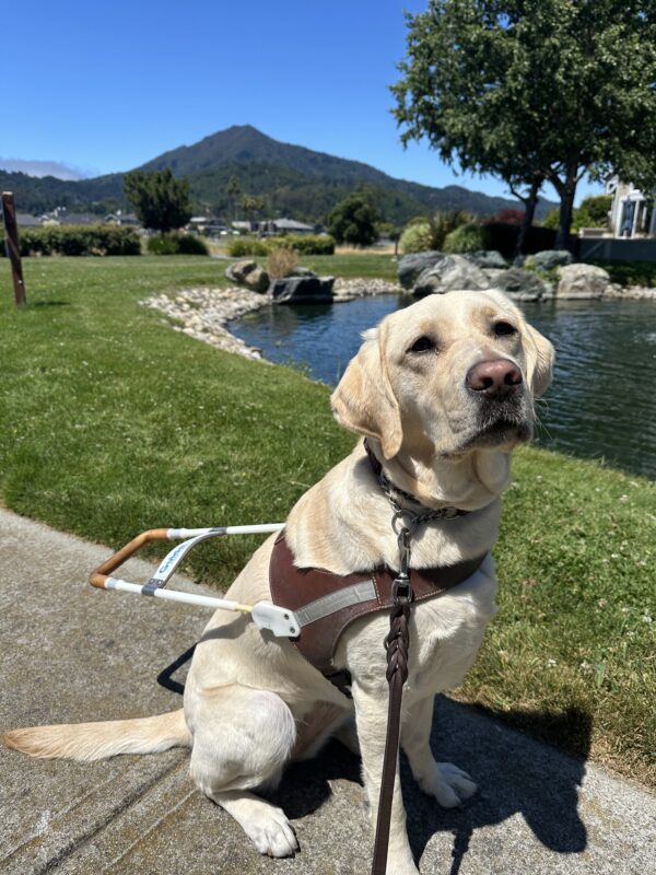 Emery is wearing her harness, sitting in front of pond and Mt. Tamalpais is off in the distance. She is looking up towards the camera.