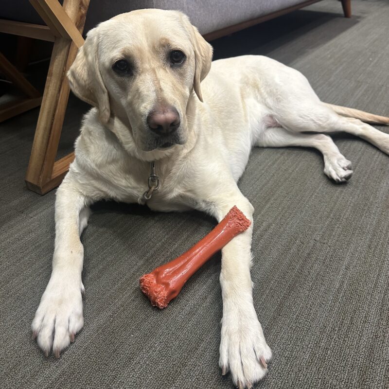 Emery is in an office, laying down with a bone resting on her arm. She is staring straight at the camera.