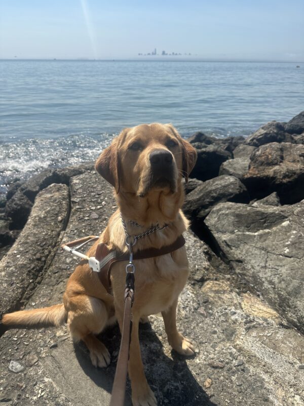 Hastings is sitting in harness in front of the oceans rocky coastline. The San Francisco skyline can be seen off in the distance.