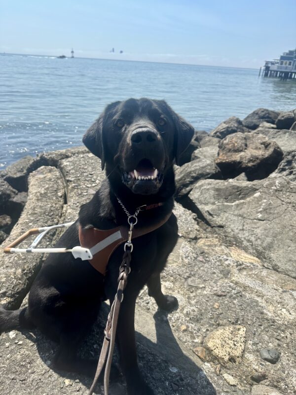 Alto is sitting in harness in front of the oceans rocky coastline. The very top of the San Francisco skyline can be seen off in the distance through a heavy fog line.