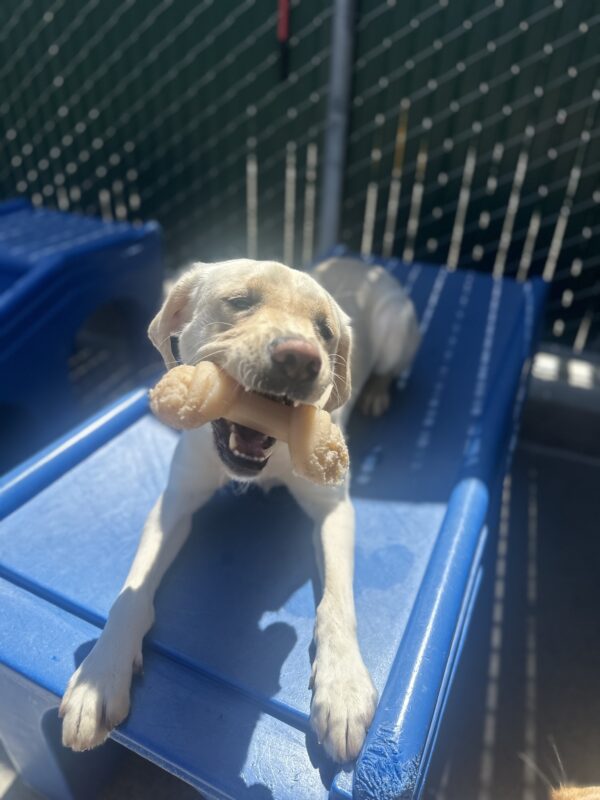 Laurie laying on a blue play structure chewing on a Nylabone.
