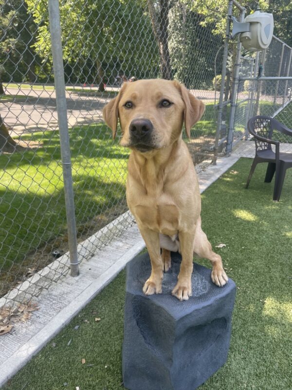 Jax, a dark yellow Labrador, perches with expert balance on a plastic rock in the free-run area. He has a serious, focused expression on his face.