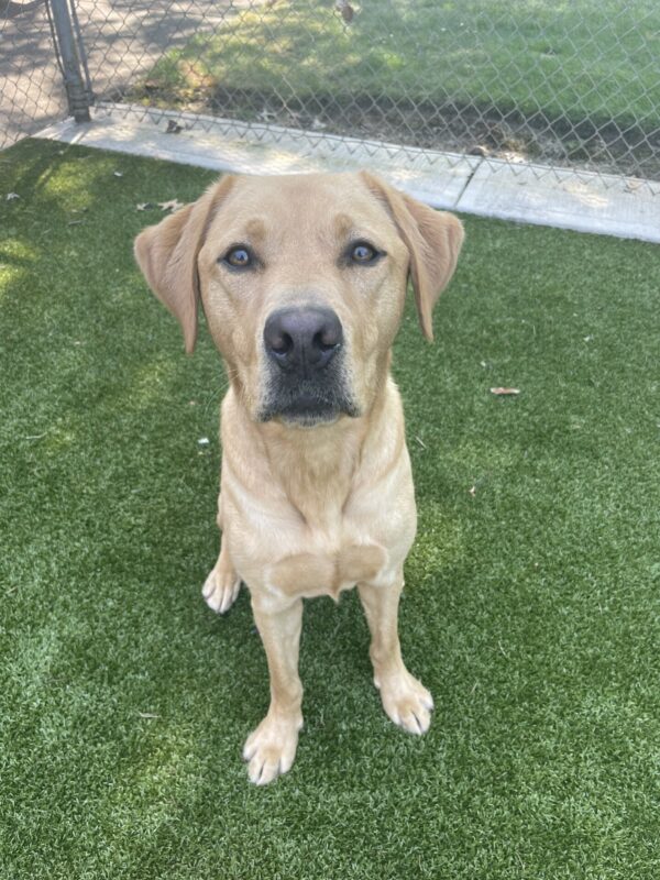 Jax, a handsome dark yellow Labrador, poses for a portrait in the grassy free-run area. He is sitting and looking at the camera with a serious expression in hopes of receiving the treat behind the camera.