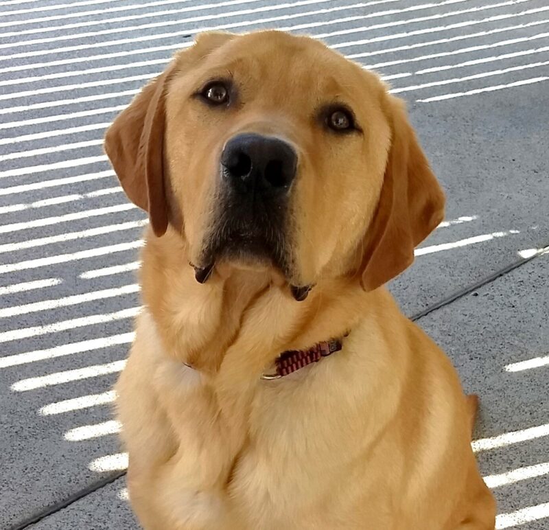Close up portrait of handsome yellow Lab Jenner. He is looking up at the camera.