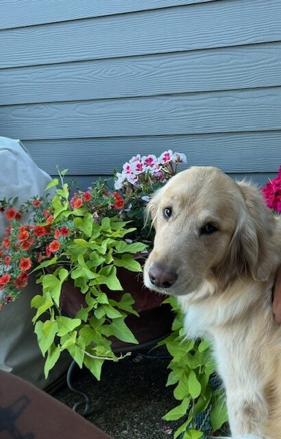 Zinc poses in front of colorful flowers on his foster care providers porch