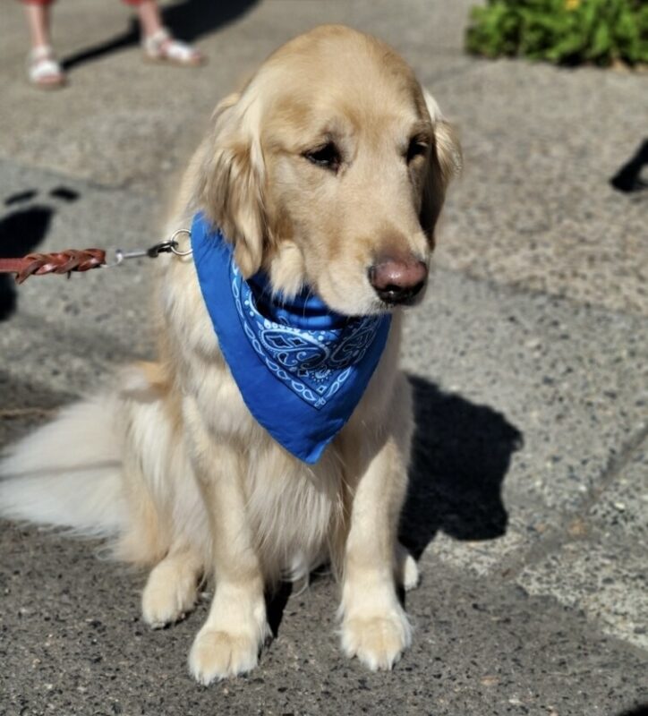 Zinc sits on a sidewalk while wearing a bright blue bandana for the Fourth of July