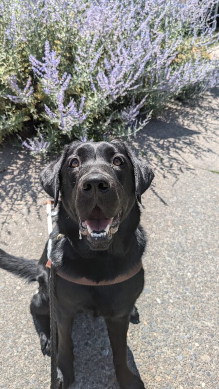 Beckett, a black lab, sits squarely in front of the camera on the sidewalk in his harness. He is looking directly at the camera and behind him is a blooming purple bush.