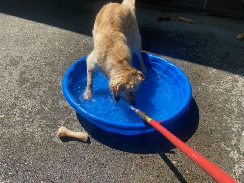 Dauber stands in a blue kiddie pool filled with water. There is a red hose stretching into the pool adding water and Dauber has her mouth open playing with the water as it fills the pool. Scattered around the pool are other bones and toys.