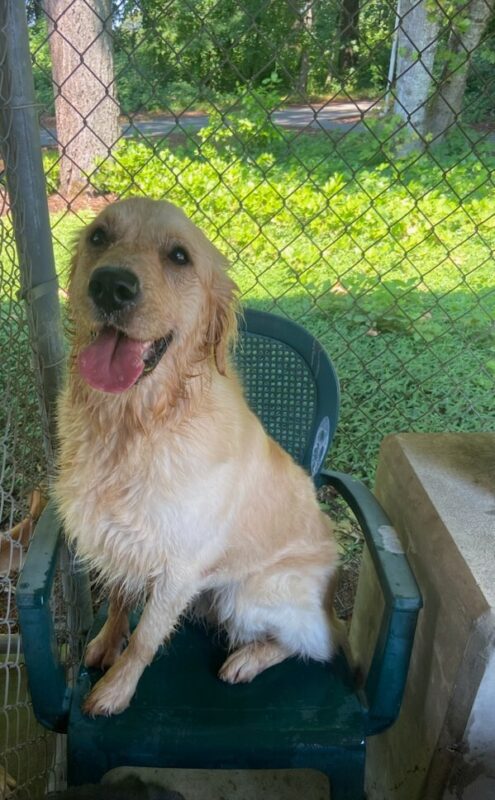 Dauber, a yellow long haired golden lab cross, sits on a green chair in the community run area. She is looking directly at the camera and panting. She is soaking wet from having just played in the pool. Behind her you can see the fence and behind that greenery.