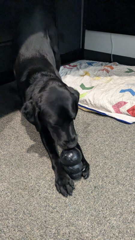 Roscoe lays under his handler’s desk. He has his hind end up in the air, head and elbows on the ground and is playing with a black kong toy that he is holding between his front paws.